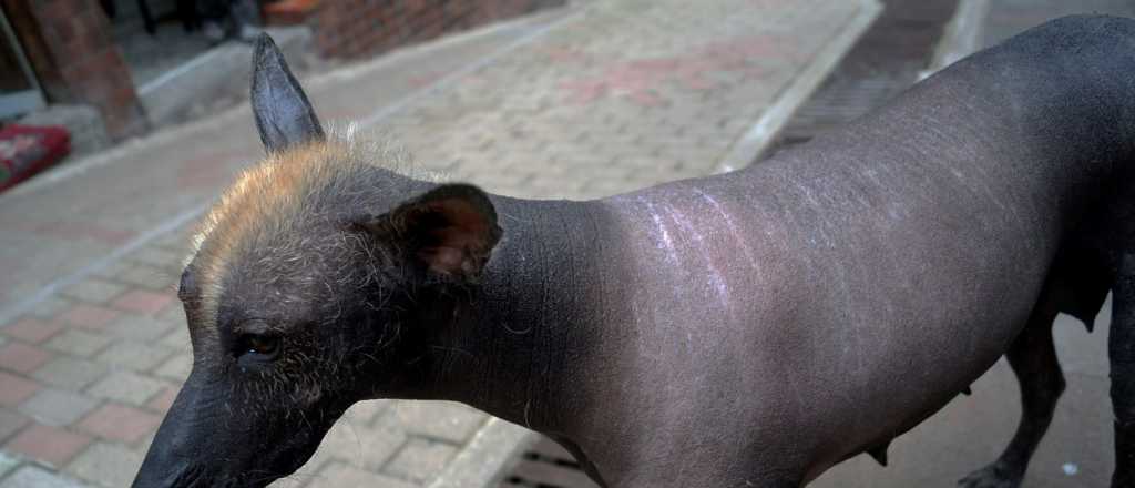 "Viringo", el perro que est&aacute; de moda