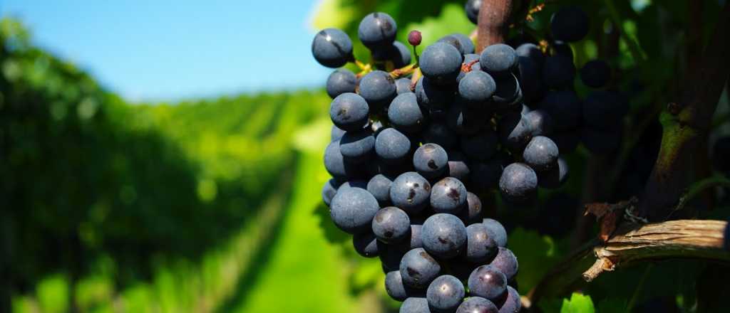 Crece la compra de uva con beneficios para los productores en Mendoza 