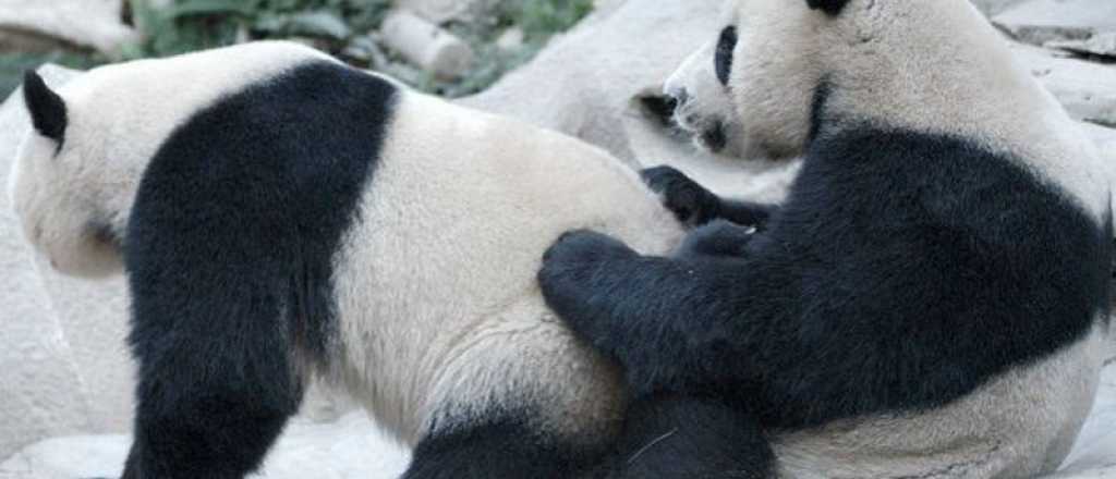 &iquest;Existe la homosexualidad animal?