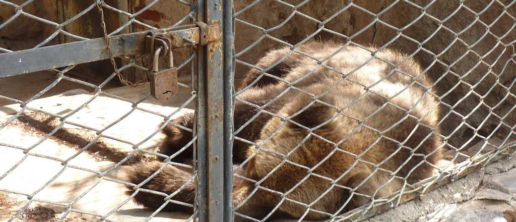 Denuncian que está grave una osa del Zoológico mendocino