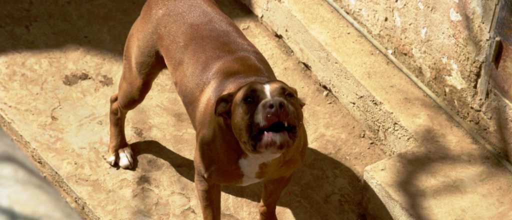 Perros pitbull atacaron a un ladrón e imputaron a la dueña por lesiones