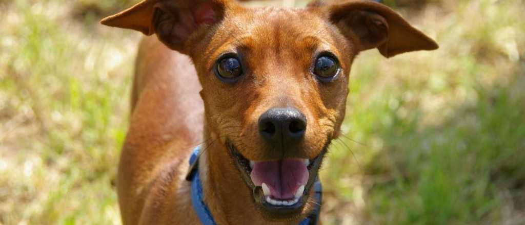 &iquest;Cu&aacute;nto cuesta mantener una mascota?