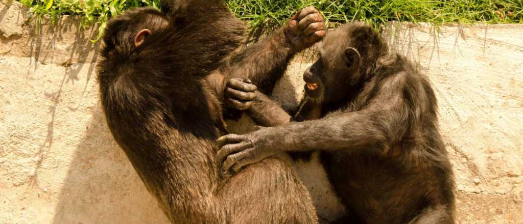 Así vive hoy Cecilia, la mona que fue salvada del ex zoo de Mendoza