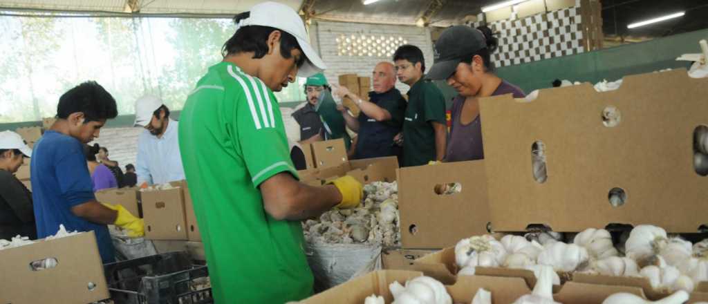 Productores mendocinos podrán exportar ajo a México