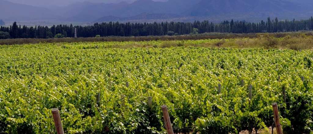 Vinos mendocinos al mundo