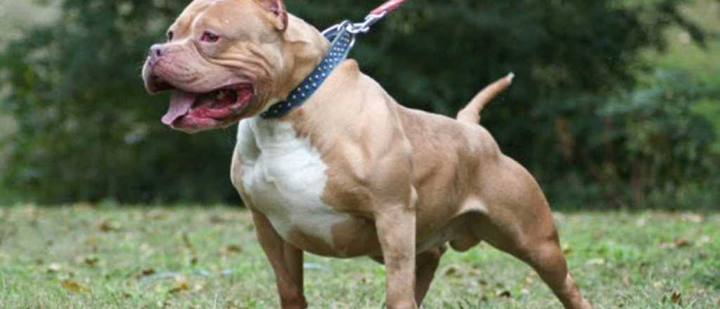 Un joven con síndrome de Down murió luego de ser atacado por un pitbull