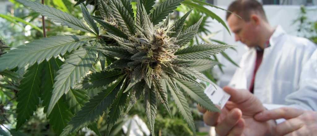 Mendoza ya puede cultivar marihuana y producir cannabis medicinal
