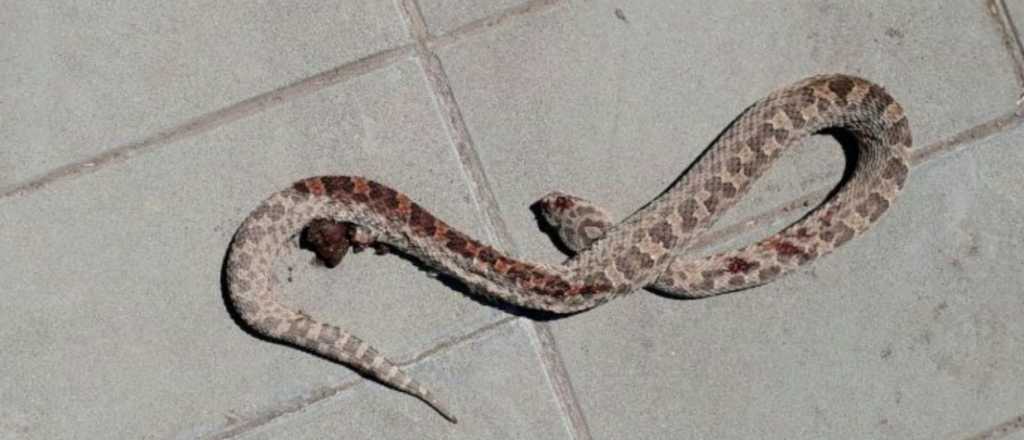 Evacuan jardin de infantes en Godoy Cruz por presencia de una v&iacute;bora