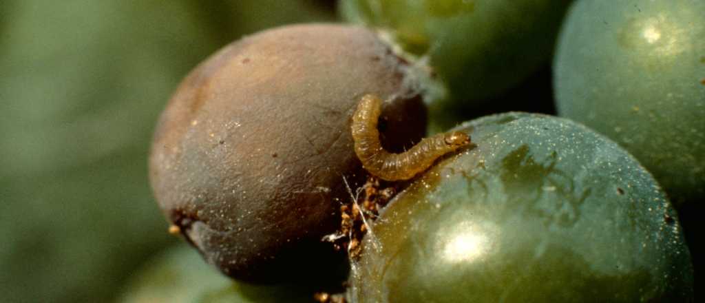 Preocupan los recortes de fondos para combatir la lobesia botrana