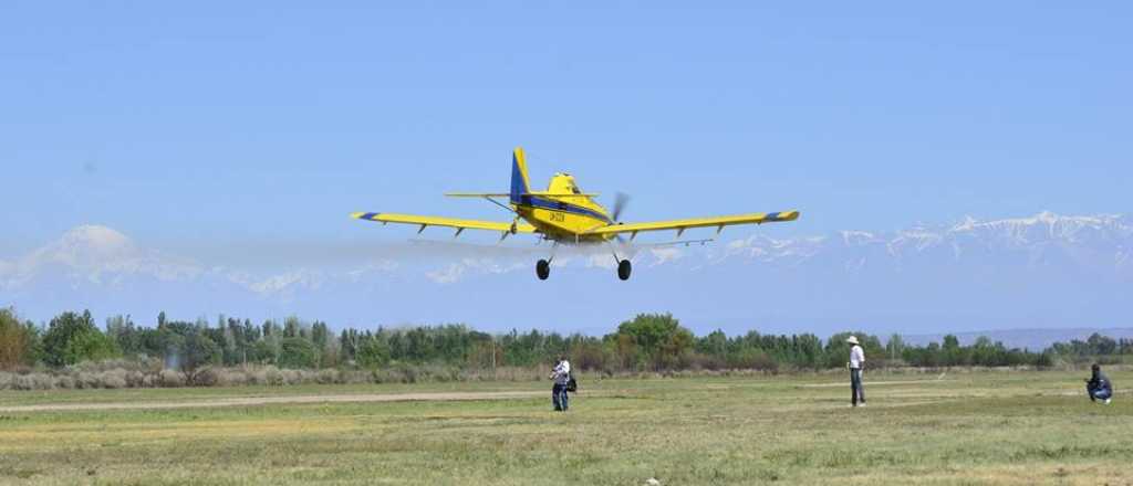 Lobesia Botrana: no habrá aerofumigaciones en el Valle de Uco