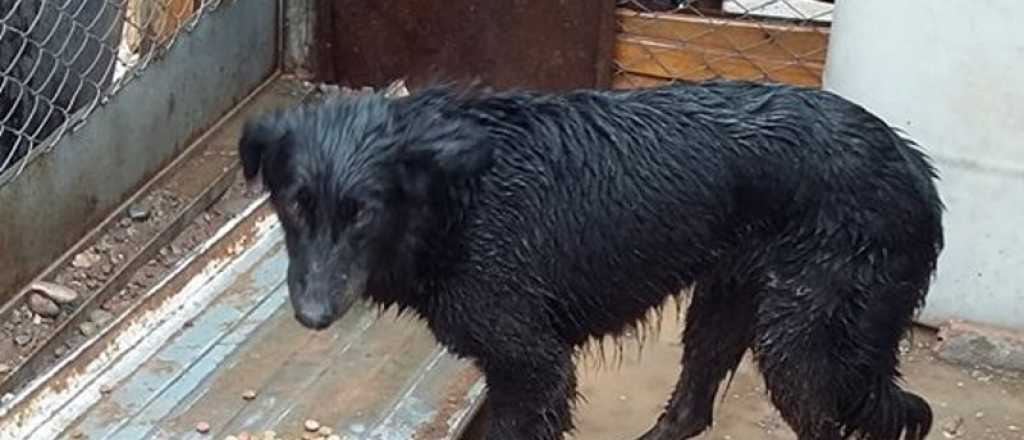 Destruido por las lluvias, un refugio para perros de Godoy Cruz pide ayuda