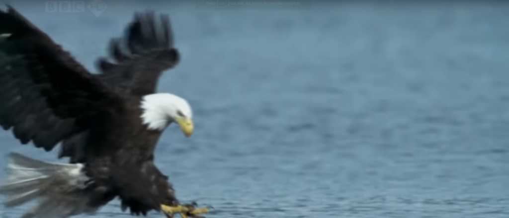Filmaron a un águila nadando como un humano y se volvió viral