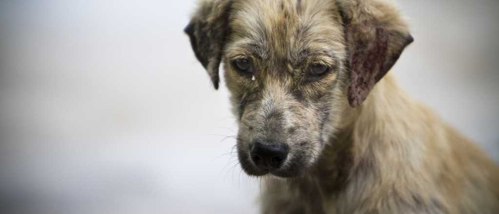 Video: dejaron a un perro encerrado en el auto en Chile y así lo rescataron