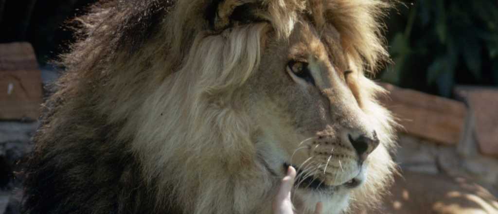 Esta actriz de Hollywood tenía un león de pequeña