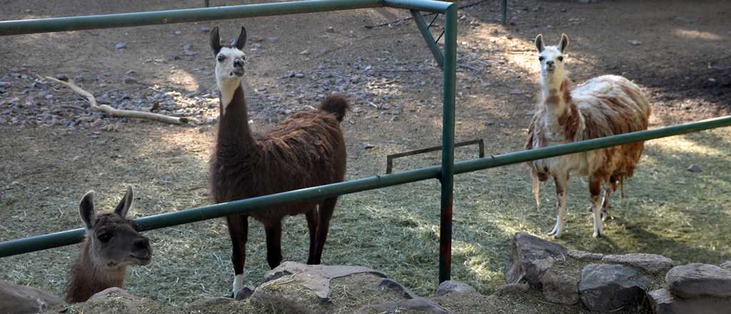 Por qu&eacute; el Gobierno compra frutas y verduras premium para el Ecoparque