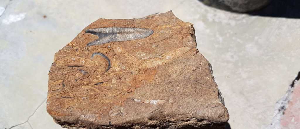 Gendarmería secuestró restos fósiles de contrabando en Malargüe