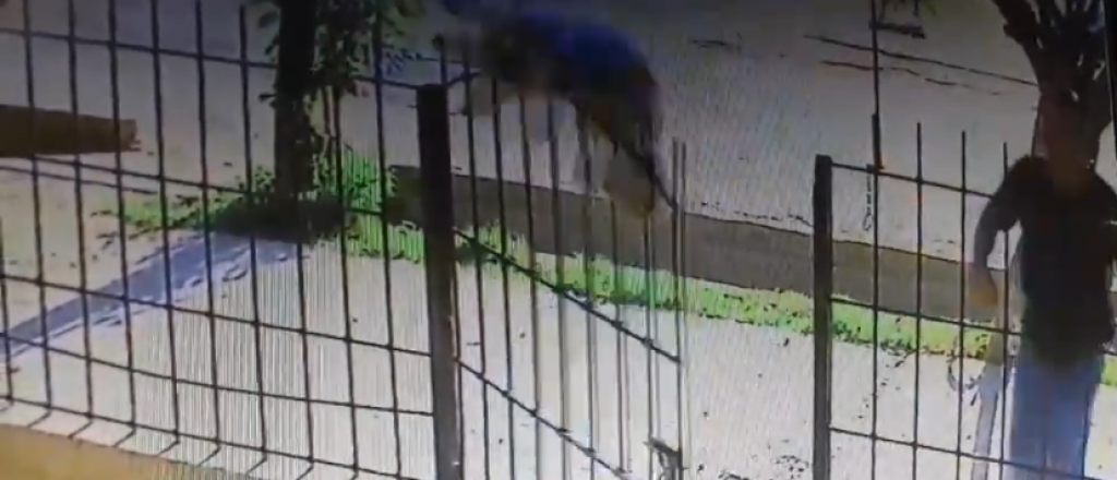 Un asesino de perros fue escrachado en Maip&uacute;