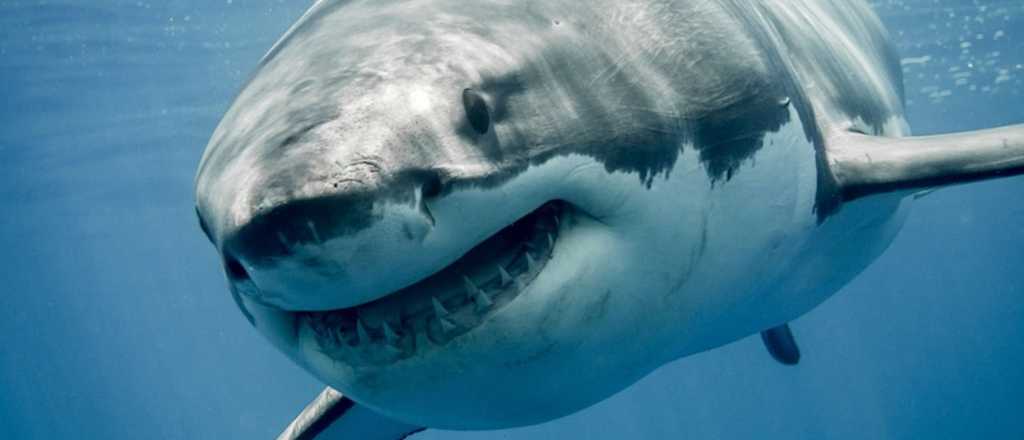 Nadaron con tiburones sin darse cuenta y un drone lo registró