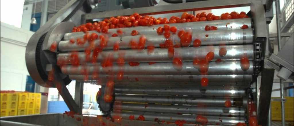 Una empresa mendocina y una sanjuanina se unen para producir tomate