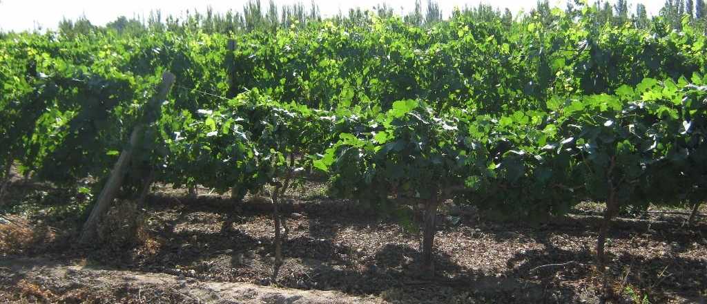 Los productores ya pueden actualizar el RUT por internet