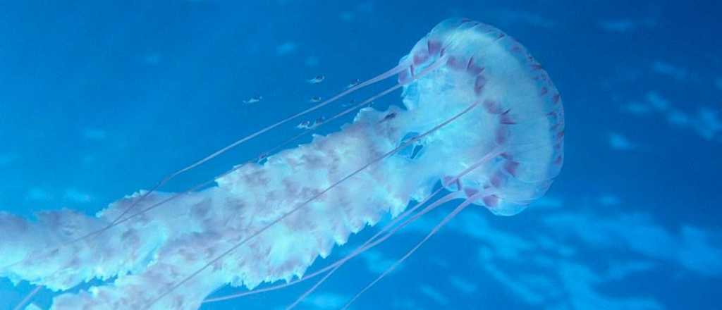 Conmoción en Puerto Madryn por la aparición de medusas gigantes