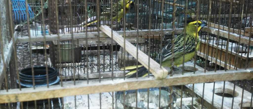 Rescataron 30 aves silvestres en Ciudad
