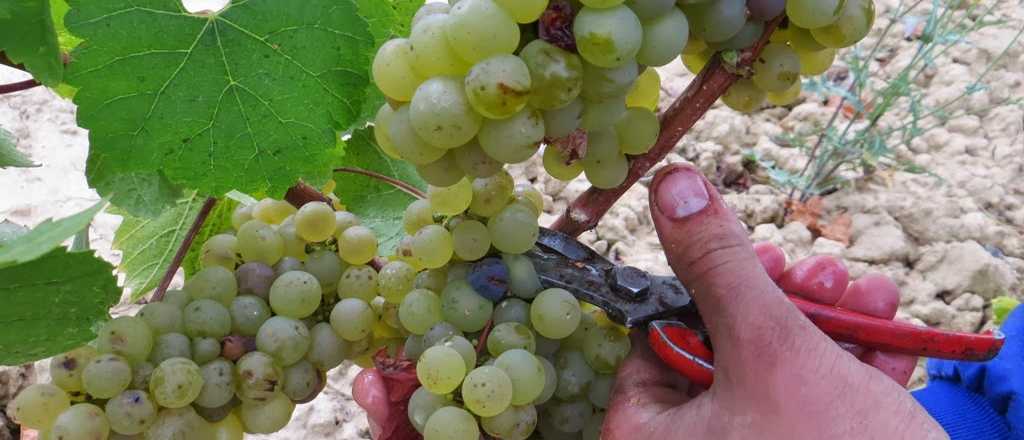 Uva fresca: abrió la inscripción para el Sistema de Mitigación de Riesgo