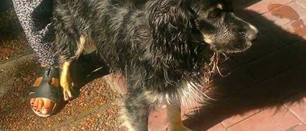 Policías rescataron a un perro que cayó al Cacique Guaymallén
