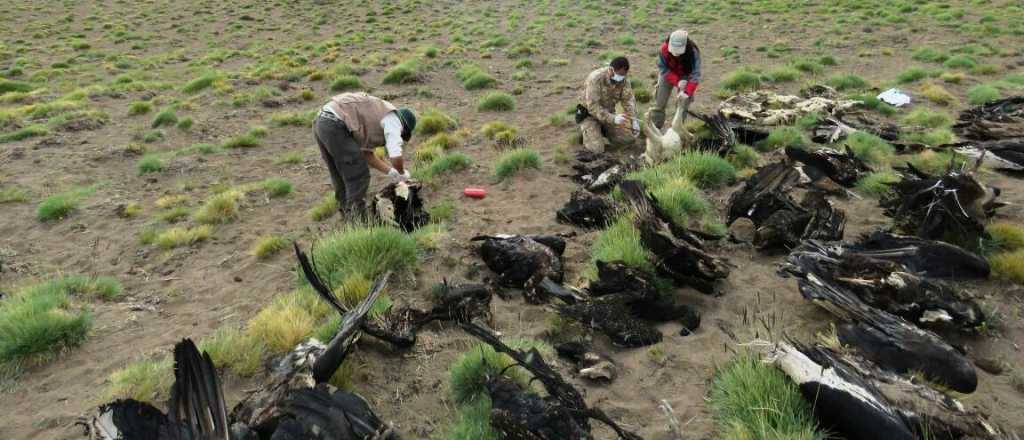 Mendoza inició demandas por la muerte de cóndores en Malargüe