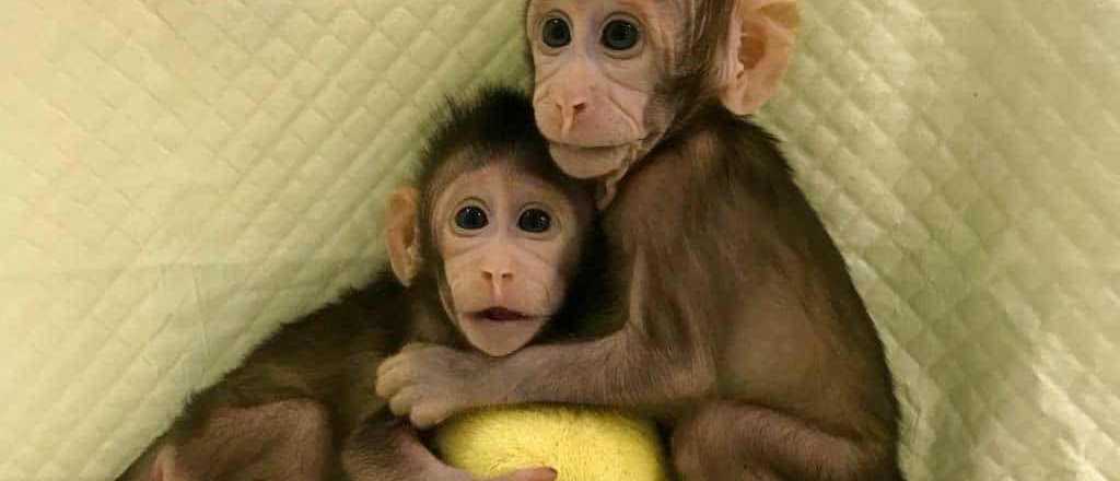 China logró clonar a dos monos, por primera vez en la historia