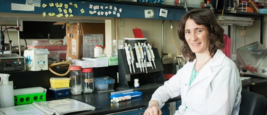 Una argentina descubri&oacute; una regi&oacute;n clave en la "memoria RAM" del cerebro