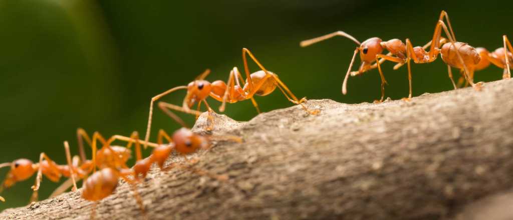 ¿Cómo cuidar tus plantas de las hormigas?