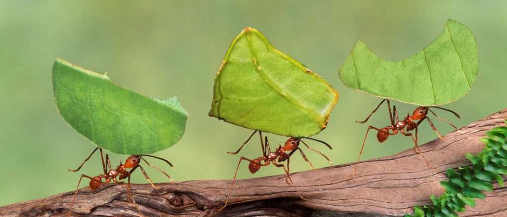 Cómo alejar a las hormigas de manera natural