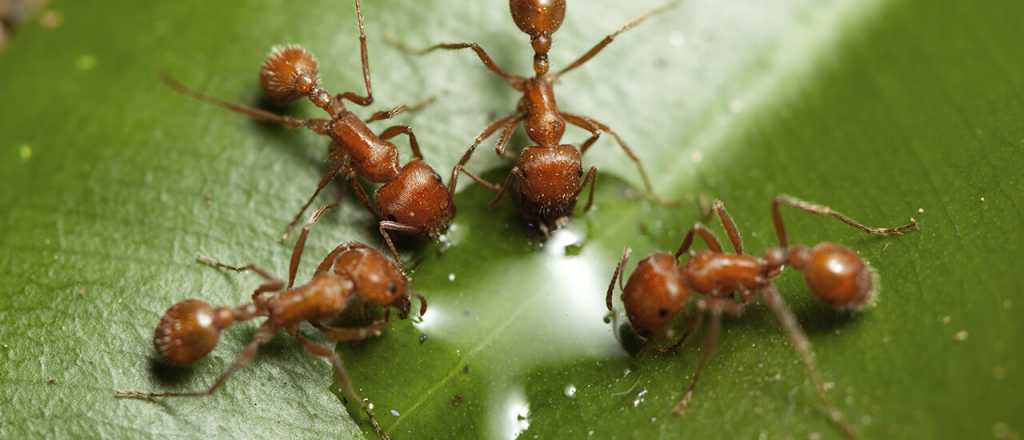 En el planeta hay 2,5 millones de hormigas por cada humano