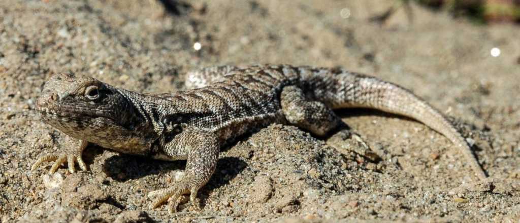 Es de Mendoza una lagartija en peligro de extinción