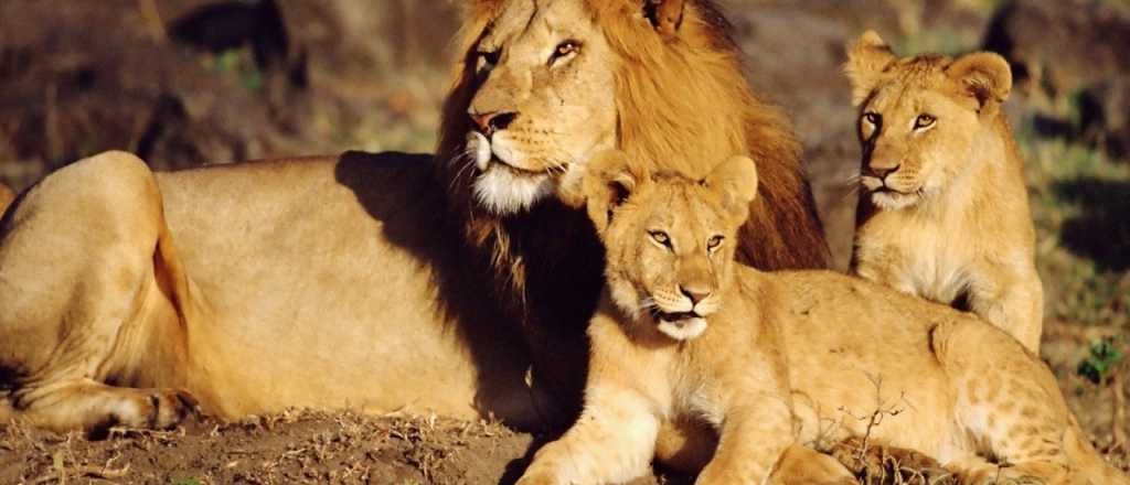 Una manada de leones devoró a un cazador furtivo a Sudáfrica