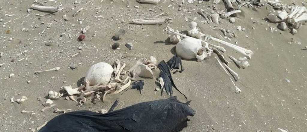 Terror en la Península de Valdés: hallan esqueletos humanos en la playa