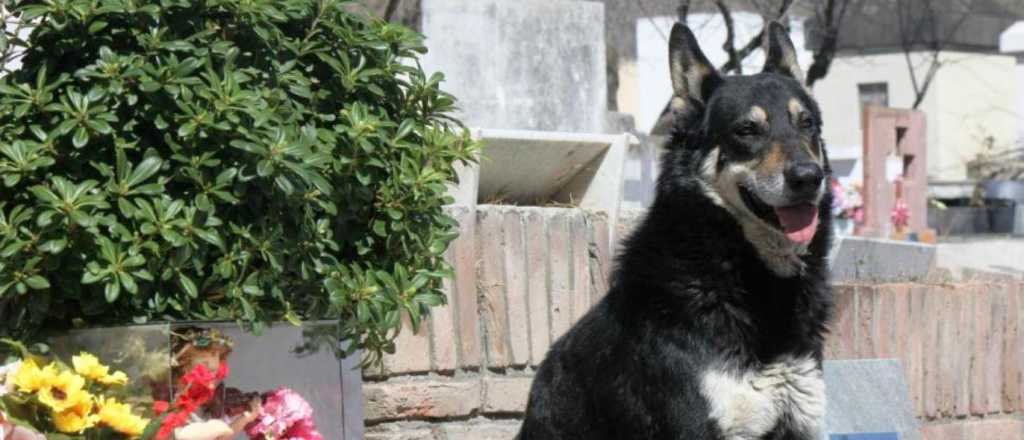 En Córdoba, murió el perro que no se alejaba de la tumba de su dueño