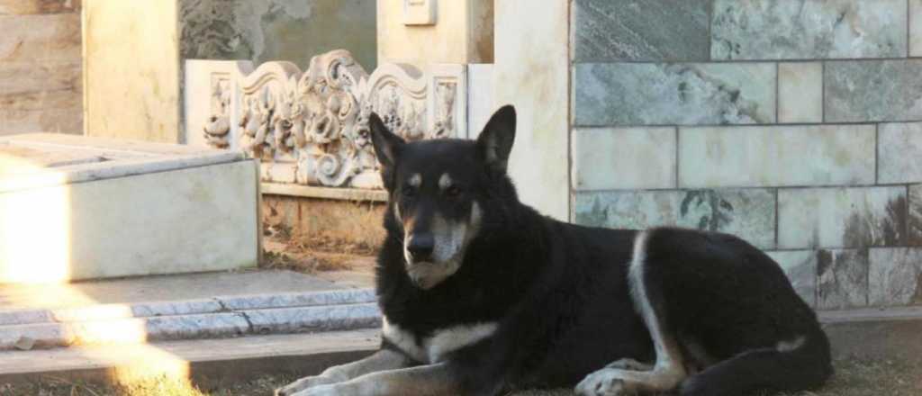 Vecinos de Tunuyán denuncian envenenamiento de perros