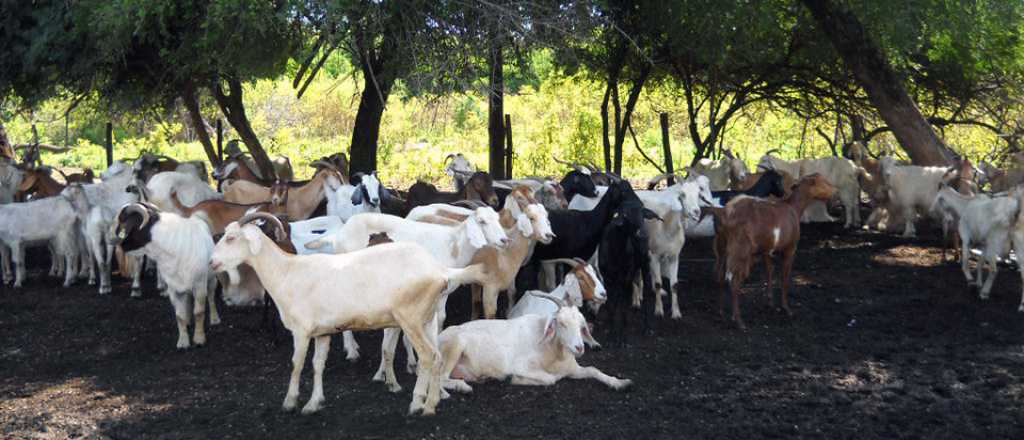 Buscan solucionar la pérdida de ganado caprino en Mendoza
