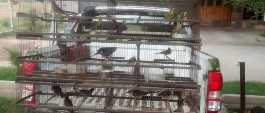 En Malargüe, Ambiente rescató 53 aves silvestres