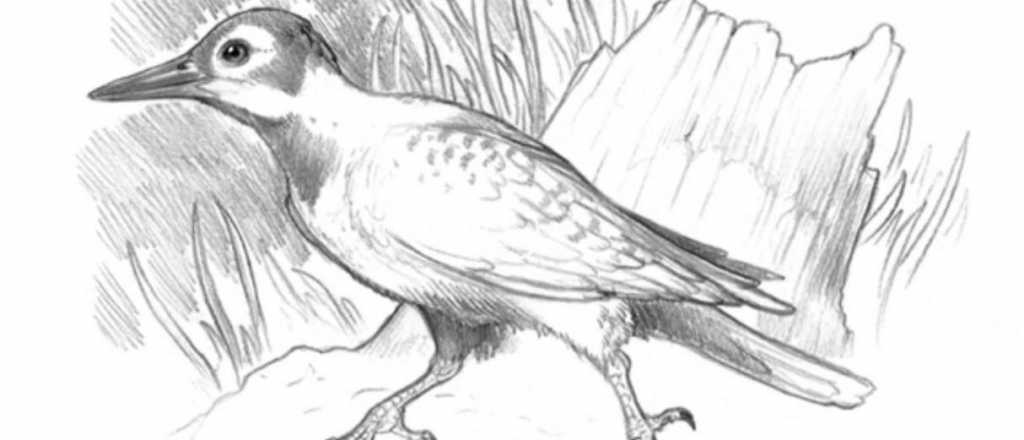 Hallaron un pájaro carpintero de unos 30 mil años
