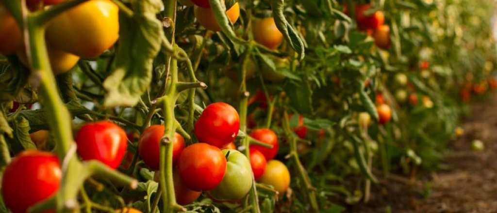 Presentaran un proyecto para restringir la importación de tomates