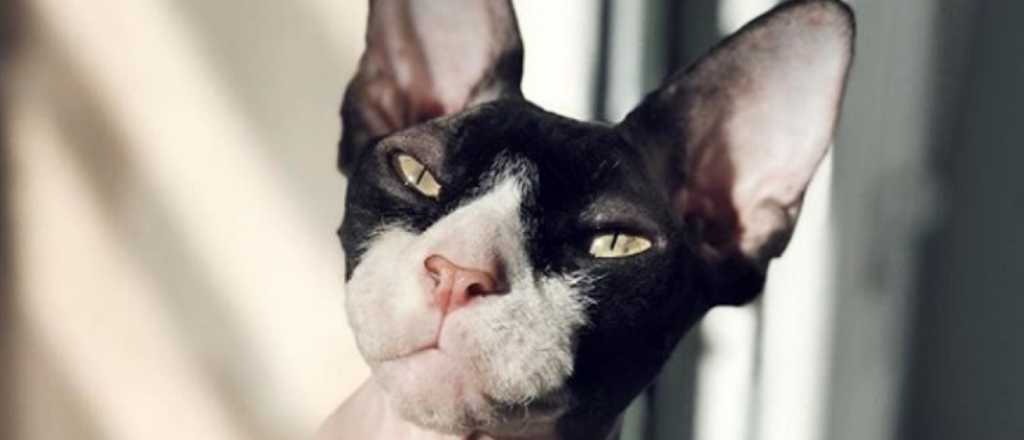 El misterioso y aterrador gato que actúa como un ser humano