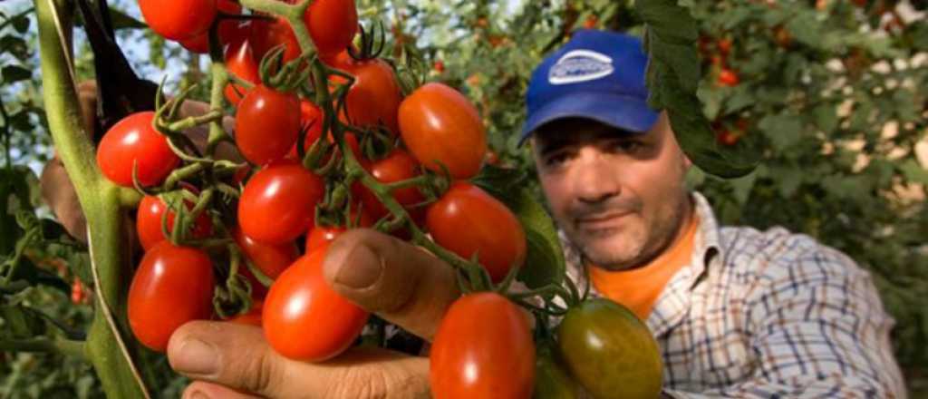Un proyecto universitario busca recuperar el sabor "real" del tomate