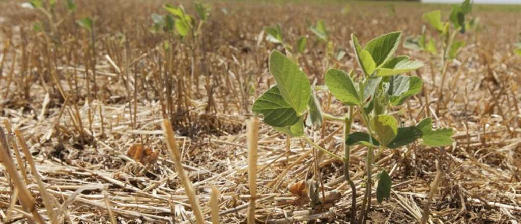 La cosecha de soja sería 45% menor a la prevista por la sequía