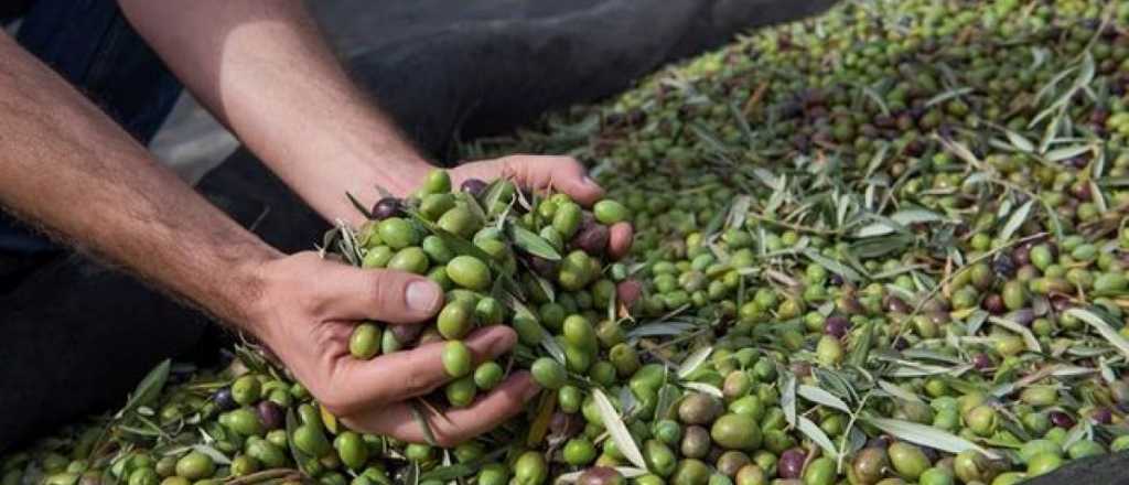 Mendoza se queda atrás en la producción olivícola