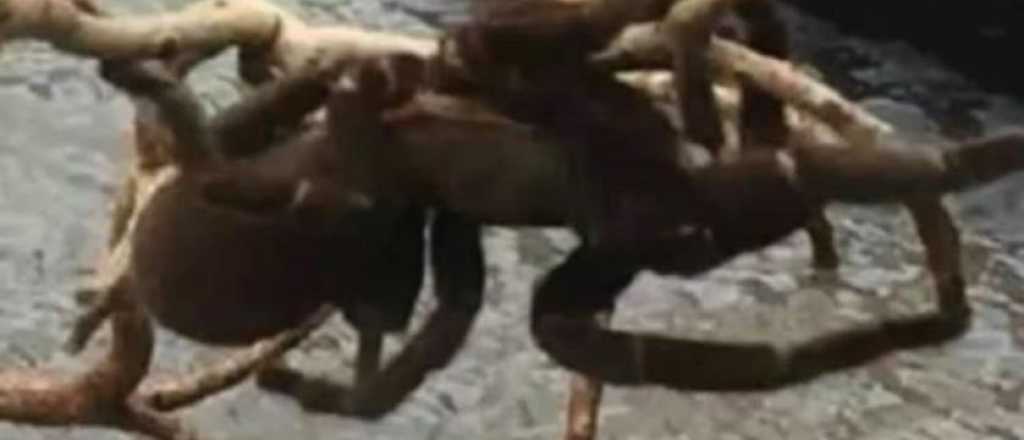 Joven rescata a una enorme ara&ntilde;a en medio de una inundaci&oacute;n