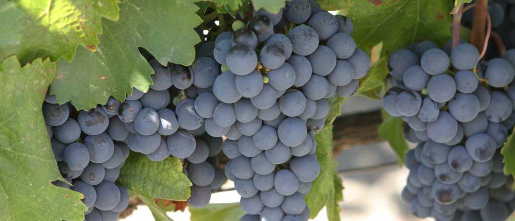 El Malbec: un crecimiento imparable en el mercado mundial del vino