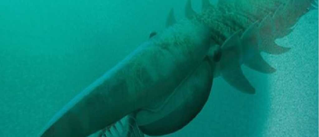 Encuentran un "monstruo marino" que vivi&oacute; hace 480 millones de a&ntilde;os